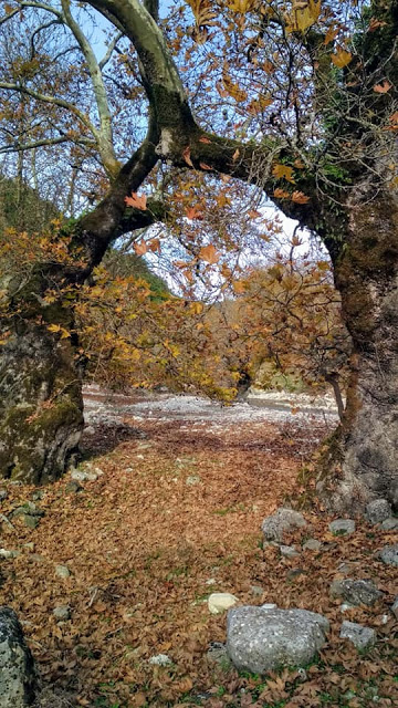 Ένα ταξίδι στις ομορφιές της Φθινοπωρινής φύσης στα  Ακαρνανικά όρη και στο ποτάμι της Νήσσας με το φακό του Σάκη Μπόνια - Φωτογραφία 2