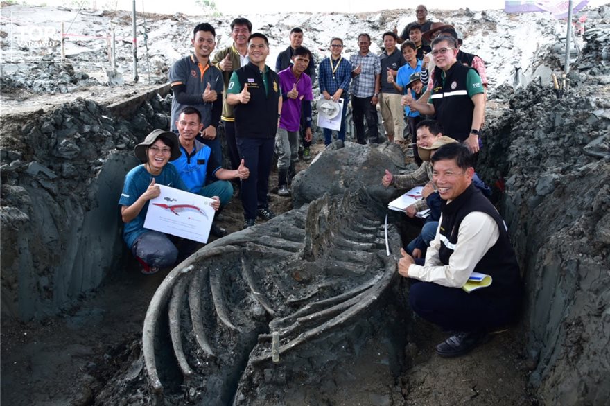 Σημαντική ανακάλυψη στην Ταϊλάνδη: Βρήκαν 12 χλμ από την ακτή σκελετό φάλαινας 5.000 χρόνων (φωτο) - Φωτογραφία 2