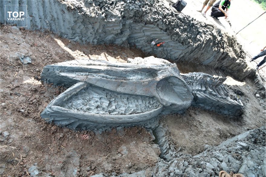 Σημαντική ανακάλυψη στην Ταϊλάνδη: Βρήκαν 12 χλμ από την ακτή σκελετό φάλαινας 5.000 χρόνων (φωτο) - Φωτογραφία 4