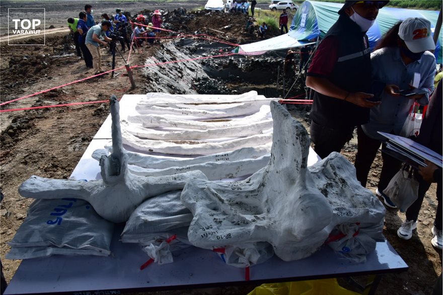 Σημαντική ανακάλυψη στην Ταϊλάνδη: Βρήκαν 12 χλμ από την ακτή σκελετό φάλαινας 5.000 χρόνων (φωτο) - Φωτογραφία 5