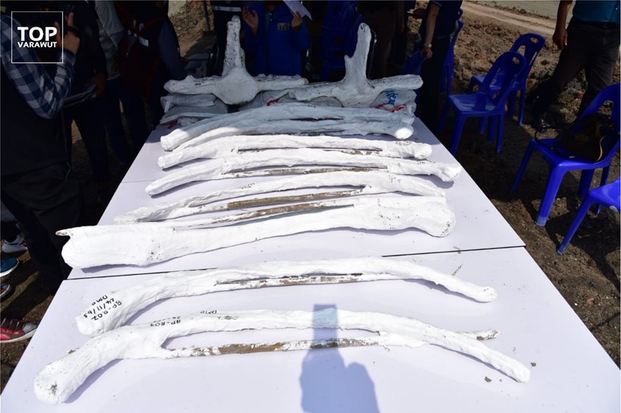 Σημαντική ανακάλυψη στην Ταϊλάνδη: Βρήκαν 12 χλμ από την ακτή σκελετό φάλαινας 5.000 χρόνων (φωτο) - Φωτογραφία 6