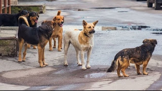 Σοκ στην Εύβοια: Σκυλιά κατασπάραξαν 60χρονη - Φωτογραφία 1