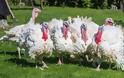 Γρίπη των πτηνών εντοπίστηκε σε μια φάρμα με γαλοπούλες στη νότια Αγγλία