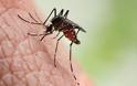 ΠΟΥ: Πιο πολλούς θα σκοτώσει φέτος η ελονοσία από ό,τι ο κοροναϊός