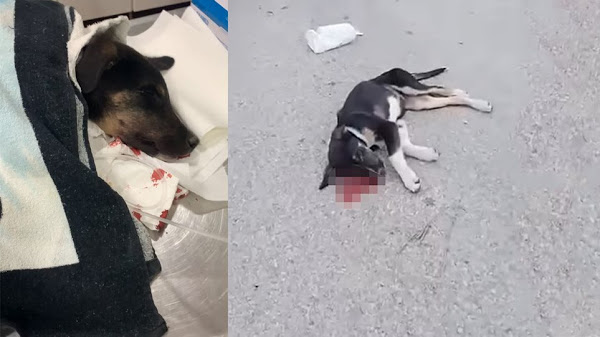 Κτήνος σκοτώνει αδέσποτα σκυλάκια στην Ψάθα Βιλίων - Φωτογραφία 1