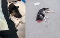 Κτήνος σκοτώνει αδέσποτα σκυλάκια στην Ψάθα Βιλίων