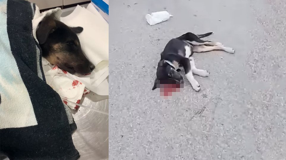 Ψάθα Βιλίων: Άγνωστος σκοτώνει αδέσποτα σκυλάκια - Εικόνες ντροπής - Φωτογραφία 1