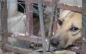 Χανιά: Κτηνοτρόφος κρέμασε και έγδαρε ζωντανούς δύο σκύλους!