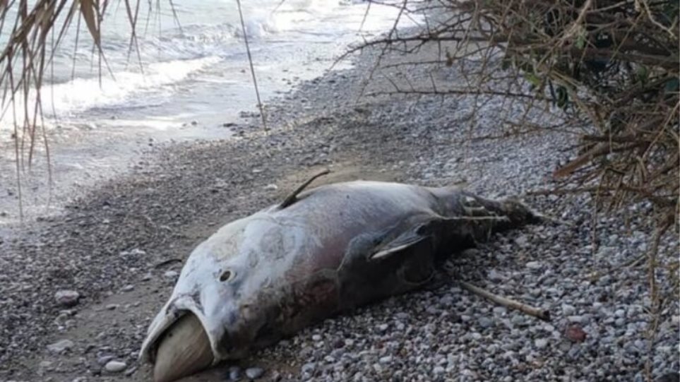 Αχαΐα: Ψάρι μήκους 2,5 μέτρων ξεβράστηκε στην παραλία του Λόγγου - Φωτογραφία 1