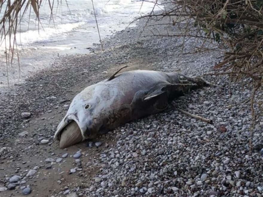 Αχαΐα: Ψάρι μήκους 2,5 μέτρων ξεβράστηκε στην παραλία του Λόγγου - Φωτογραφία 2