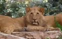Θετικά τέσσερα λιοντάρια σε ζωολογικό κήπο της Βαρκελώνης