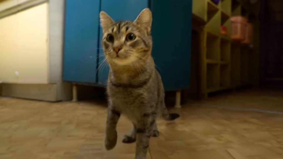 Γάλλος δισεκατομμυριούχος έδωσε την περιουσία του στις 50 γάτες του μουσείου Ερμιτάζ - Φωτογραφία 1