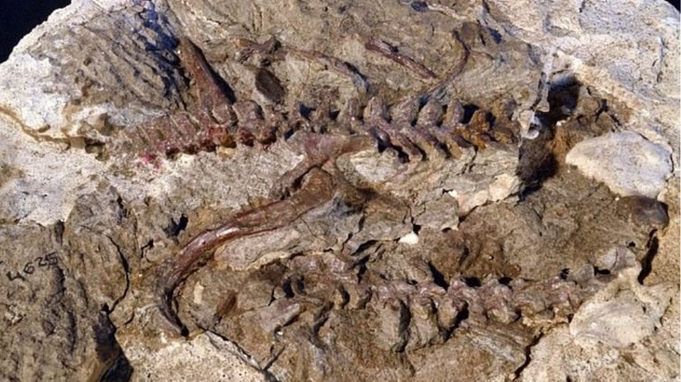 Ανακαλύφθηκε ερπετό πρόγονος του πτερόσαυρου που έζησε πριν από 237 εκατ. χρόνια - Φωτογραφία 1
