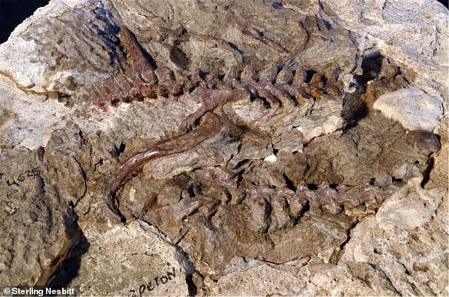 Ανακαλύφθηκε ερπετό πρόγονος του πτερόσαυρου που έζησε πριν από 237 εκατ. χρόνια - Φωτογραφία 2