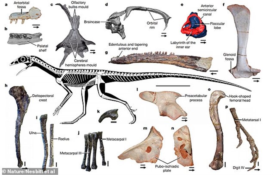 Ανακαλύφθηκε ερπετό πρόγονος του πτερόσαυρου που έζησε πριν από 237 εκατ. χρόνια - Φωτογραφία 5
