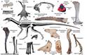 Ανακαλύφθηκε ερπετό πρόγονος του πτερόσαυρου που έζησε πριν από 237 εκατ. χρόνια - Φωτογραφία 5