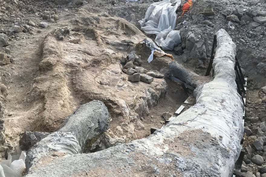 Εντυπωσιακό απολιθωμένο δέντρο με τα κλαδιά του βρέθηκε στη Λέσβο - φωτος - Φωτογραφία 4