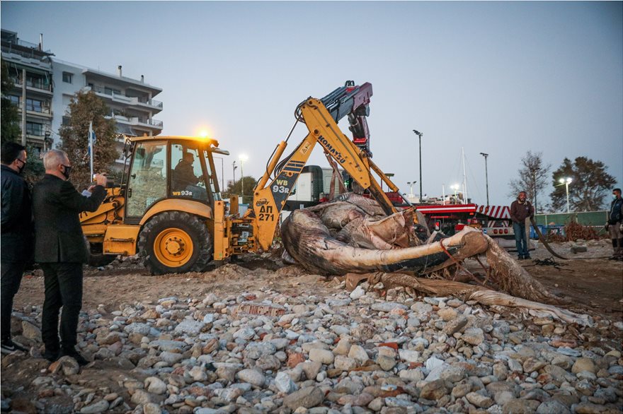 FOTOS.Νεκρή φάλαινα στον Πειραιά: Χτύπημα σε προπέλα η πιθανή αιτία θανάτου - Φωτογραφία 3
