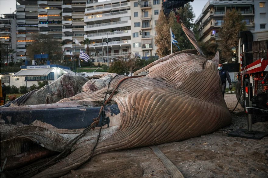 FOTOS.Νεκρή φάλαινα στον Πειραιά: Χτύπημα σε προπέλα η πιθανή αιτία θανάτου - Φωτογραφία 4
