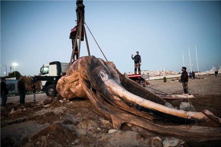 FOTOS.Νεκρή φάλαινα στον Πειραιά: Χτύπημα σε προπέλα η πιθανή αιτία θανάτου - Φωτογραφία 5
