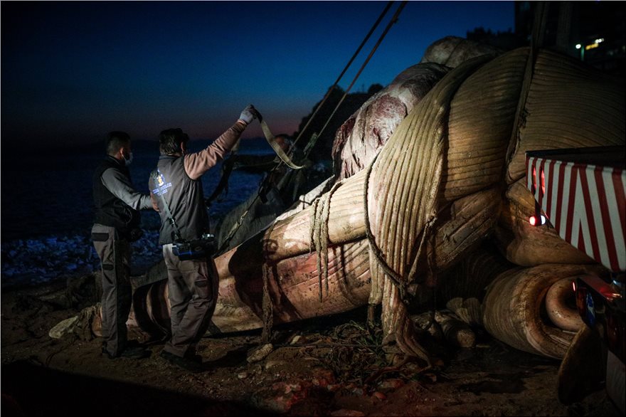 FOTOS.Νεκρή φάλαινα στον Πειραιά: Χτύπημα σε προπέλα η πιθανή αιτία θανάτου - Φωτογραφία 6