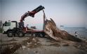 FOTOS.Νεκρή φάλαινα στον Πειραιά: Χτύπημα σε προπέλα η πιθανή αιτία θανάτου - Φωτογραφία 2