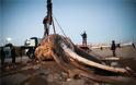 FOTOS.Νεκρή φάλαινα στον Πειραιά: Χτύπημα σε προπέλα η πιθανή αιτία θανάτου - Φωτογραφία 5