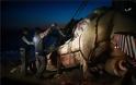 FOTOS.Νεκρή φάλαινα στον Πειραιά: Χτύπημα σε προπέλα η πιθανή αιτία θανάτου - Φωτογραφία 6