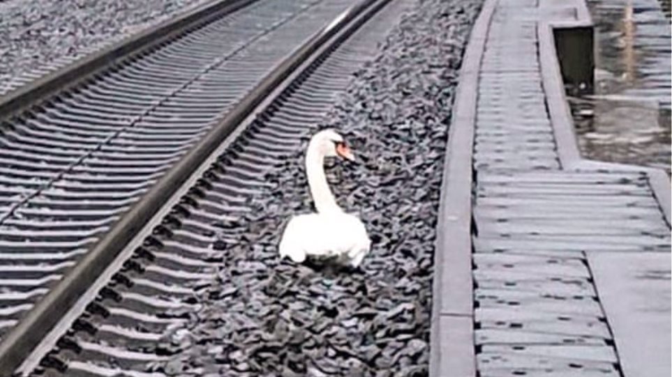 Κύκνος που θρηνούσε το ταίρι του στις ράγες «καθήλωσε» πάνω από 20 τρένα στη Γερμανία - Φωτογραφία 1