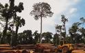 Δραματική πρόβλεψη για τον Αμαζόνιο: Το τροπικό δάσος κινδυνεύει να μετατραπεί σε σαβάνα - Φωτογραφία 5