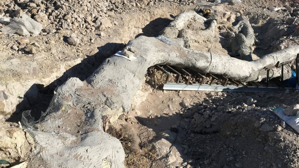 Λέσβος: Τι μαρτυρούν οι περίπου 50 απολιθωμένοι κορμοί δέντρων που βρέθηκαν στο νησί - Φωτογραφία 1