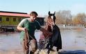 Σέρρες: Πρώην βουλευτής διασώζει άλογα που κινδύνευαν με πνιγμό
