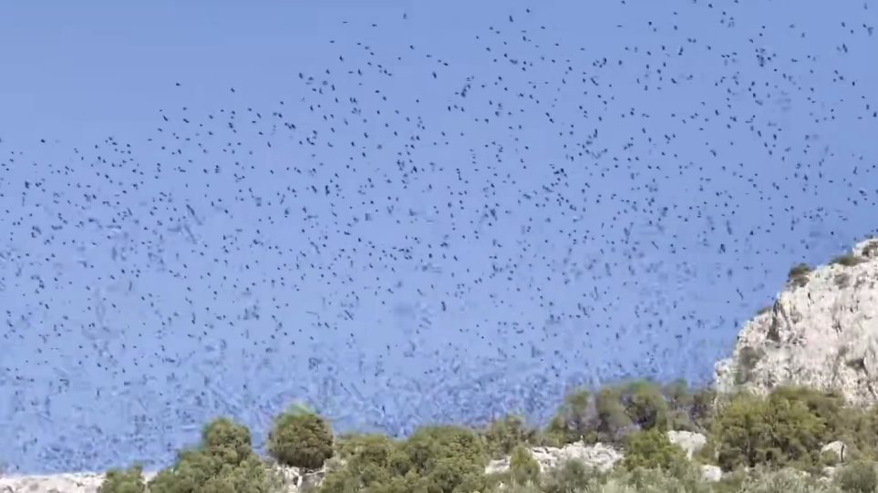 Σμήνος από ψαροπούλια «σκέπασε» τον Κορινθιακό - βίντεο - Φωτογραφία 1