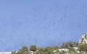 Σμήνος από ψαροπούλια «σκέπασε» τον Κορινθιακό - βίντεο