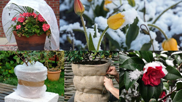 Πως θα προστατέψετε τα φυτά σας από κρύο, παγετό και χιόνι - Φωτογραφία 1
