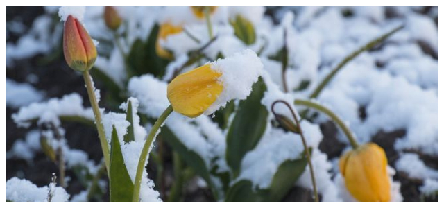 Πως θα προστατέψετε τα φυτά σας από κρύο, παγετό και χιόνι - Φωτογραφία 2