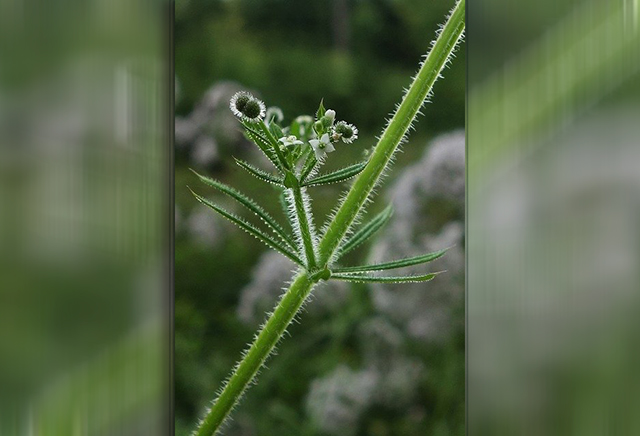 Γάλιο ή απαρίνη – το φιλάνθρωπο φυτό του Διοσκουρίδη - Φωτογραφία 1