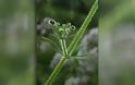 Γάλιο ή απαρίνη – το φιλάνθρωπο φυτό του Διοσκουρίδη