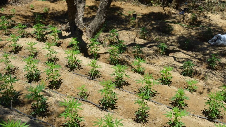 Χανιά: Φυλακισμένος καλλιεργούσε δύο φυτείες με 1.310 χασισόδεντρα - Φωτογραφία 1