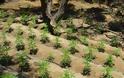 Χανιά: Φυλακισμένος καλλιεργούσε δύο φυτείες με 1.310 χασισόδεντρα