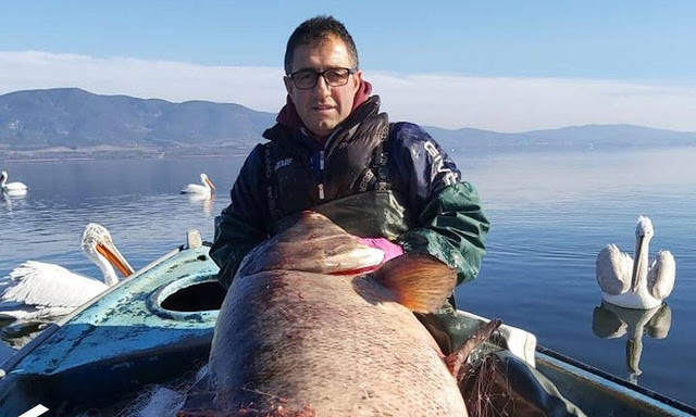 Λίμνη Βόλβη: Αδέρφια έκαναν την ψαριά της ζωής τους - Έπιασαν ψάρι-γίγας 85 κιλών - Φωτογραφία 1