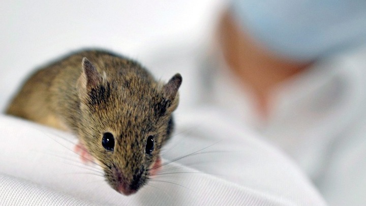 Πείραμα που γεννά ελπίδες: Παράλυτα ποντίκια περπάτησαν ξανά χάρη σε νέα θεραπεία - Φωτογραφία 1