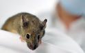 Πείραμα που γεννά ελπίδες: Παράλυτα ποντίκια περπάτησαν ξανά χάρη σε νέα θεραπεία