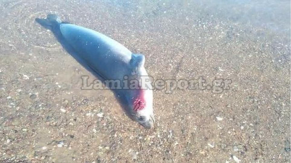Φθιώτιδα: Νεκρή μεσογειακή φώκια ξεβράστηκε σε παραλία - Φωτογραφία 1