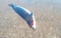Φθιώτιδα: Νεκρή μεσογειακή φώκια ξεβράστηκε σε παραλία - Φωτογραφία 1