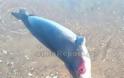 Φθιώτιδα: Νεκρή μεσογειακή φώκια ξεβράστηκε σε παραλία - Φωτογραφία 2