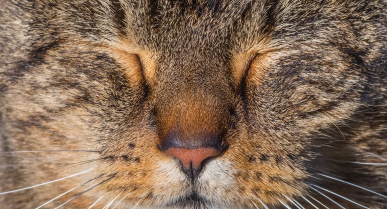 Αυτό που ανοιγοκλεινει τα ματια αργά σημαίνει στις γάτες, σύμφωνα με την επιστήμη - Φωτογραφία 1