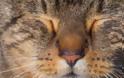 Αυτό που ανοιγοκλεινει τα ματια αργά σημαίνει στις γάτες, σύμφωνα με την επιστήμη