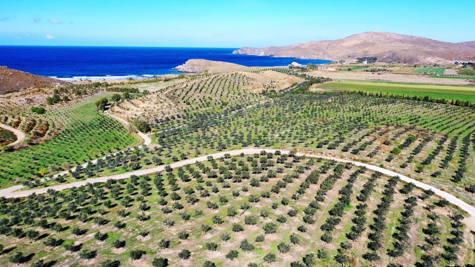 Μυτιλήνη: Η «πράσινη» επένδυση με τις 40.000 ελιές που έδωσε ζωή στον τόπο - Φωτογραφία 1