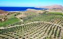 Μυτιλήνη: Η «πράσινη» επένδυση με τις 40.000 ελιές που έδωσε ζωή στον τόπο